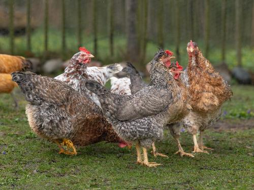 Die kleine Hühnerfarm