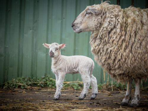 Mama- und Babyschaf