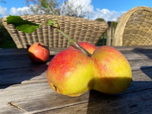 Erntezeit auf dem Evershof-jpeg