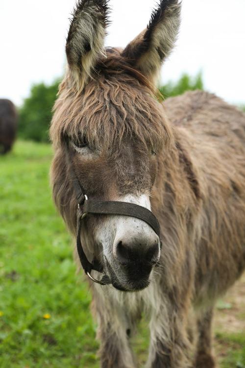 Unsere Tiere