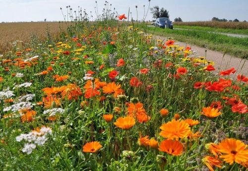 haltermann_bojendorf_frhlingsblumen