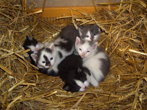 Katzenbabys