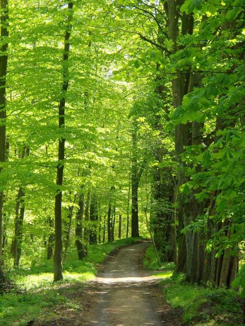 wald-richtung-strand