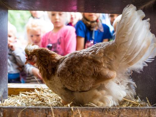 Huhn