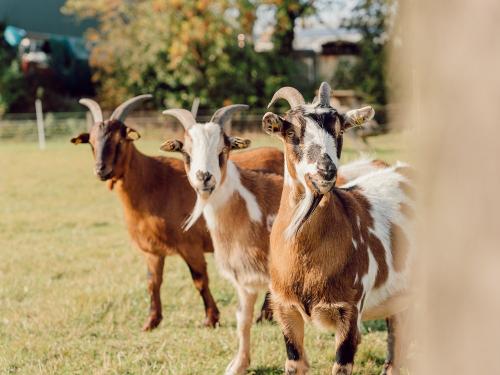 Unsere Ziegen Unsere Ziegen