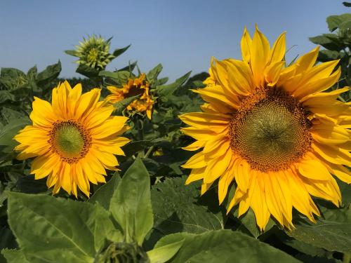 Sonnenblumen