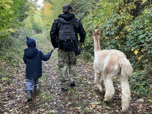 Alpakatour