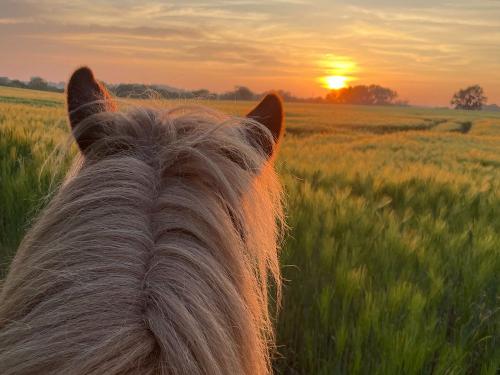 Abendstimmung mit Pferd