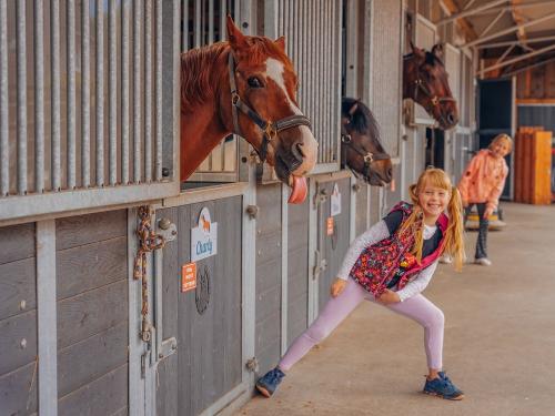 Bauernhof Lafrenz - Hof mit Ponys und Pferden Fehmarn