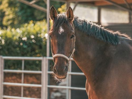 Bauernhof Lafrenz - Ferienbauernhof mit Pferden