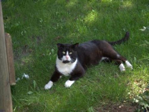 Katzen auf dem Hof
