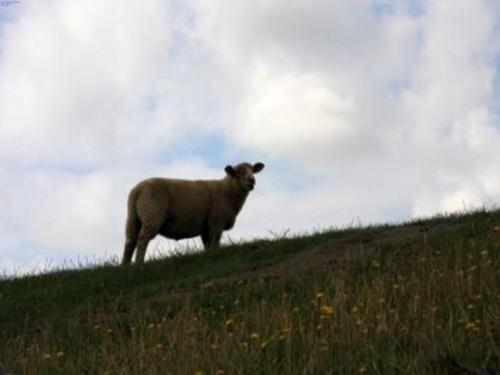Schaf auf Deich