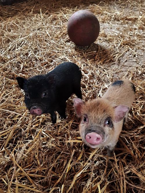 Schweinchen