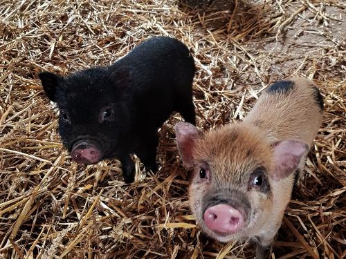 Schweinchen