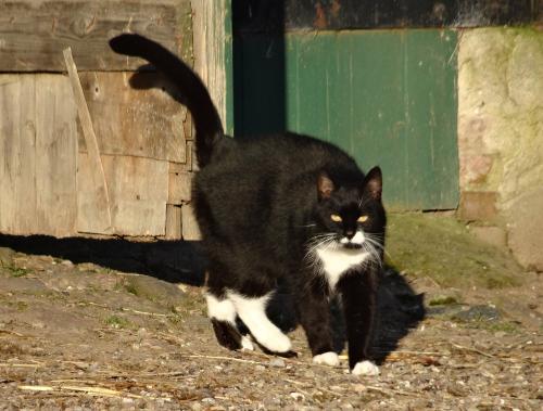 Kater Charlie und Theo
