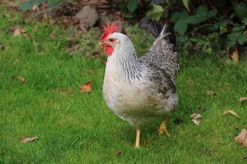 Huhn silberhals