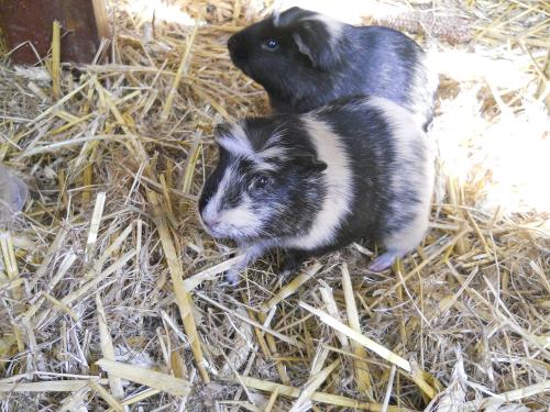 Meerschweinchen