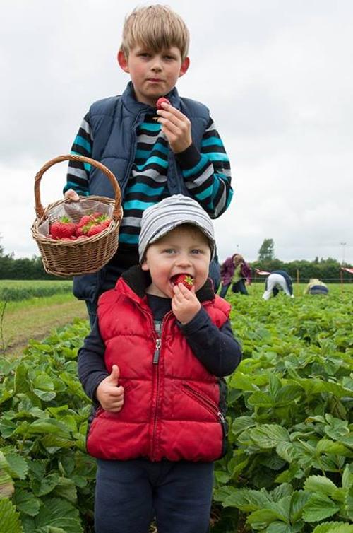 Kinder beim erdbeerplücken