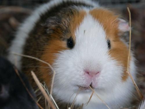 Meerscheinchen zum verlieben