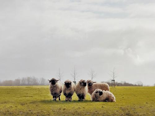 schafe_landscape