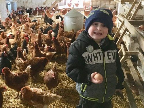 Frische Eier im Stall holen