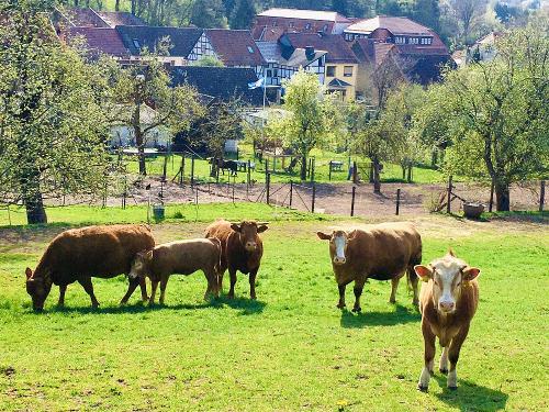 Kühe auf der Weide