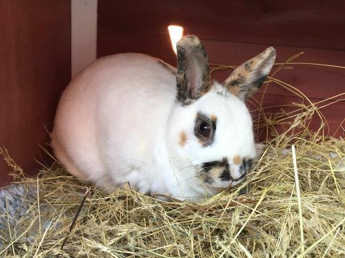 Kaninchen im Stall
