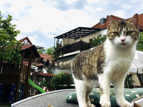 Unser Katze freut sich auf Streicheleinheiten