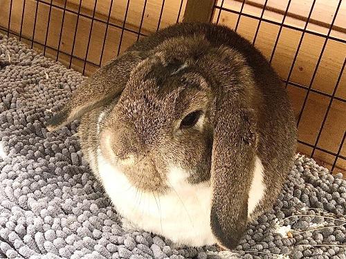 Kaninchen im Stall