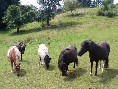 Unsere Ponys