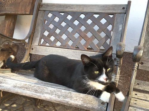 Unsere Hofkatze