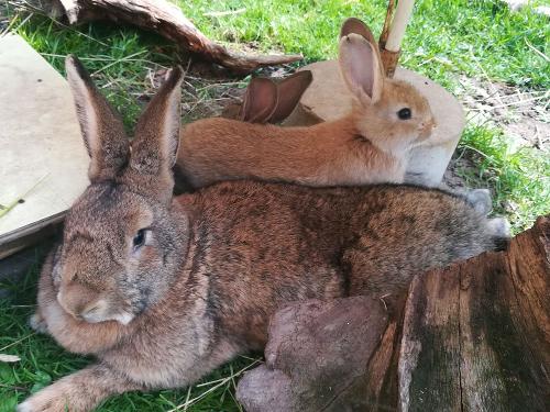 Unsere schmusigen Kaninchen