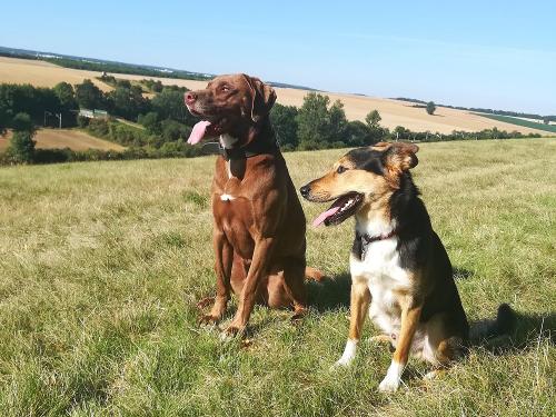 Unsere Hofhunde
