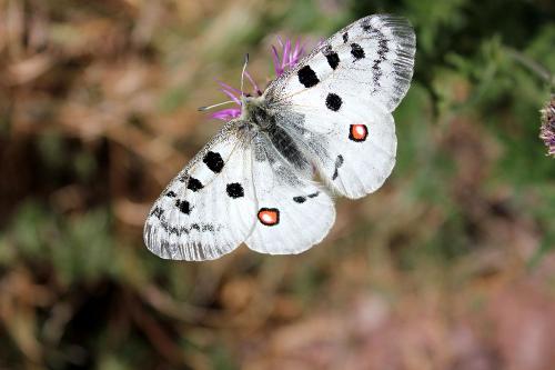 Apollofalter