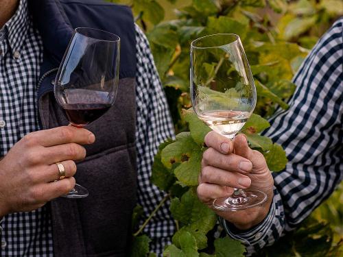 Genuss im Weinberg