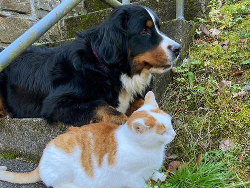 Unser Berner Sennenhund Ruby und unsere Katze Toni