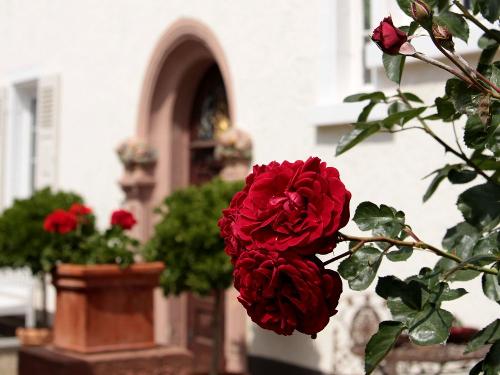 Rosenblüte im Weingut