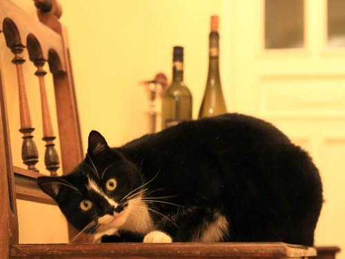 Unser Kater heißt Sie willkommen!