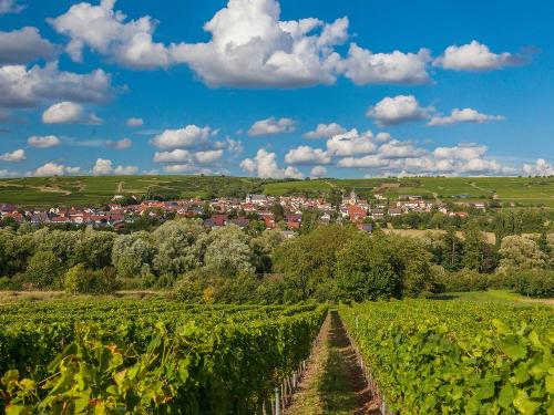 Weinlandschaft bei Ippenschied