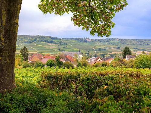 Weinberge bei Ippenschied