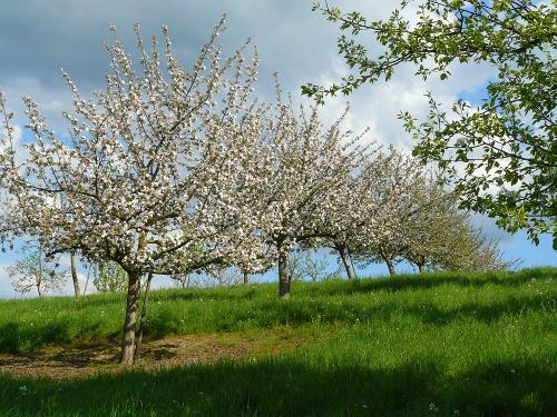 Apfelblüte im Frühjahr.