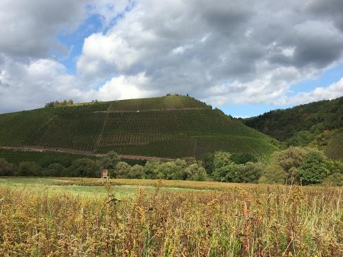 Weinberge im Saartal