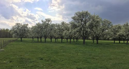 Birnenblüte