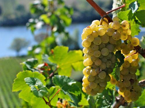 Trauben im Weinberg