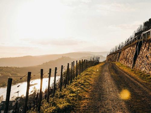 Weinberge mit Blick ins Moseltal