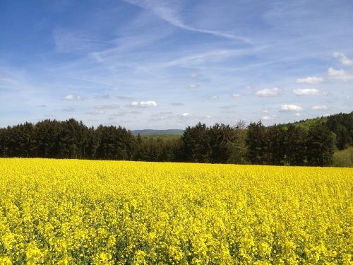 Rapsfelder im Hunsrück