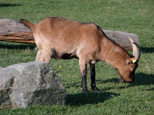 Ziegenbock