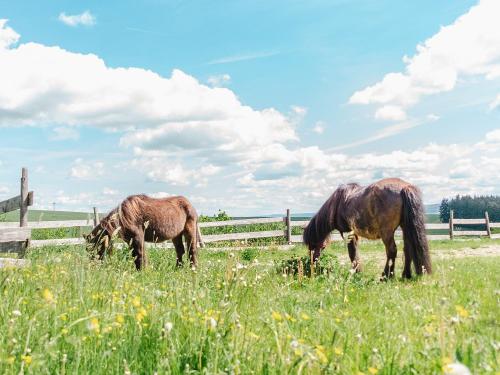 unsereponysaufderweide
