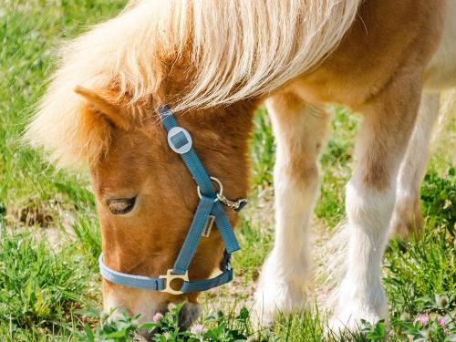 unserzwergpony