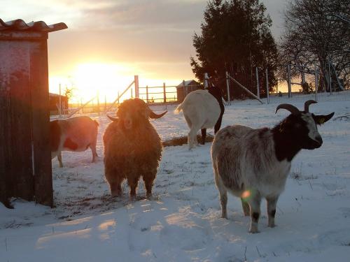 ziegenimwinter